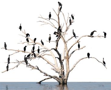 salton-sea-featured