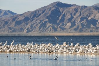 salton_sea__istock_