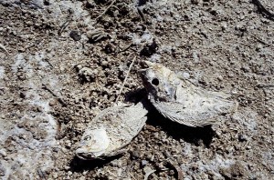 Dead fish at the Salton Sea
