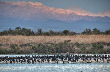Salton Sea 4 (attribute Daniel M. Edwards) small