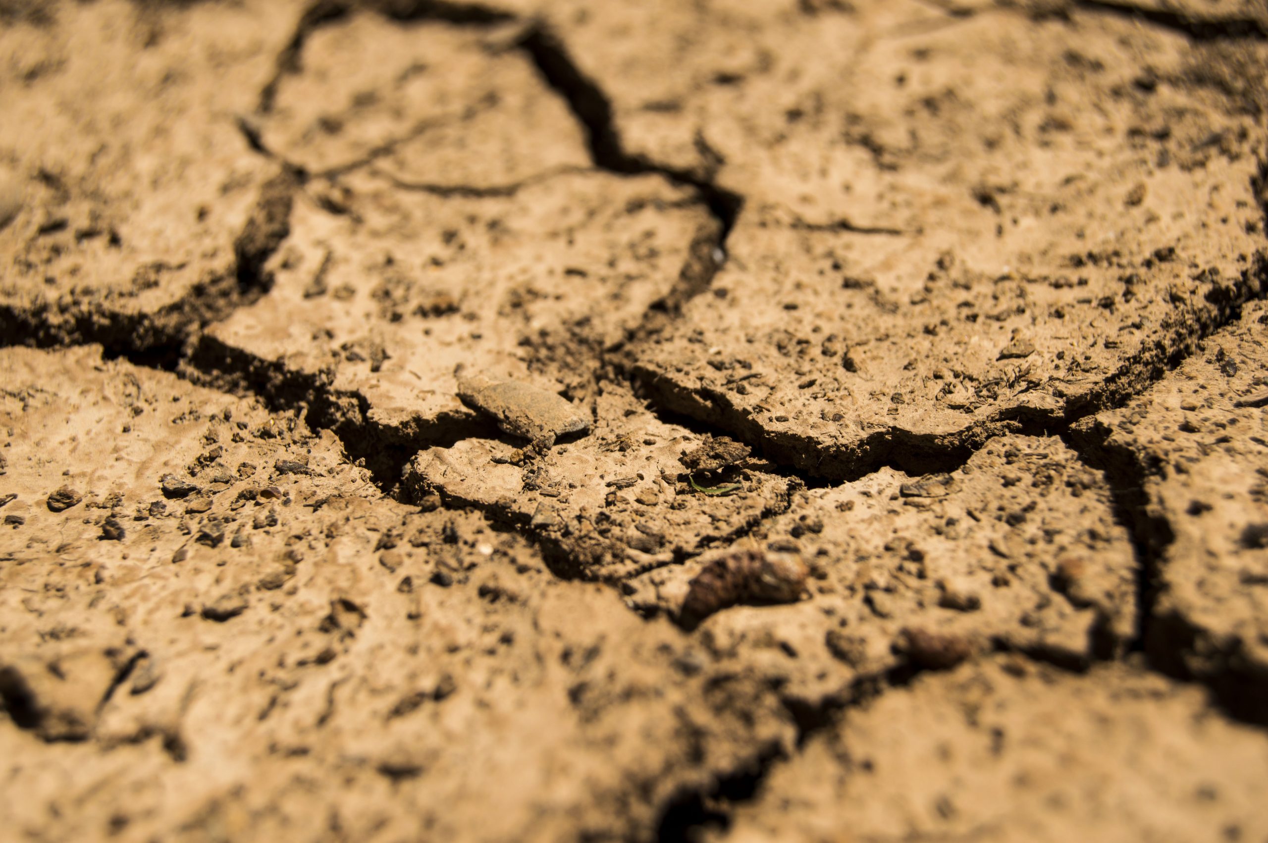 Close-up of cracked earth due to drought conditions