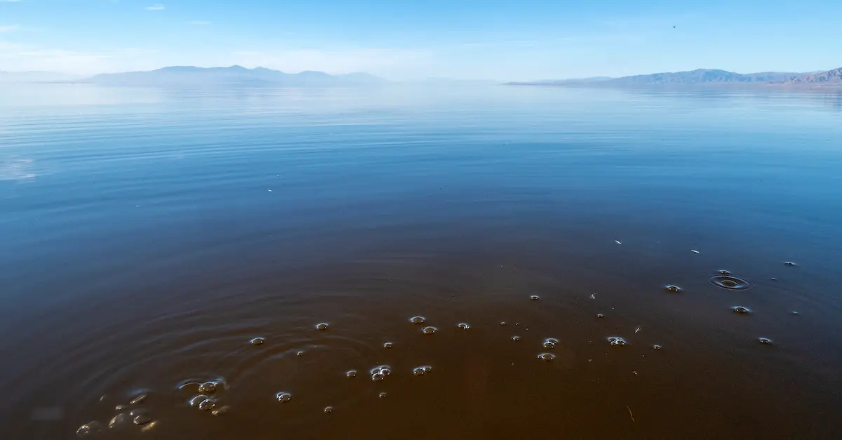 Polluted water in the Salton Sea