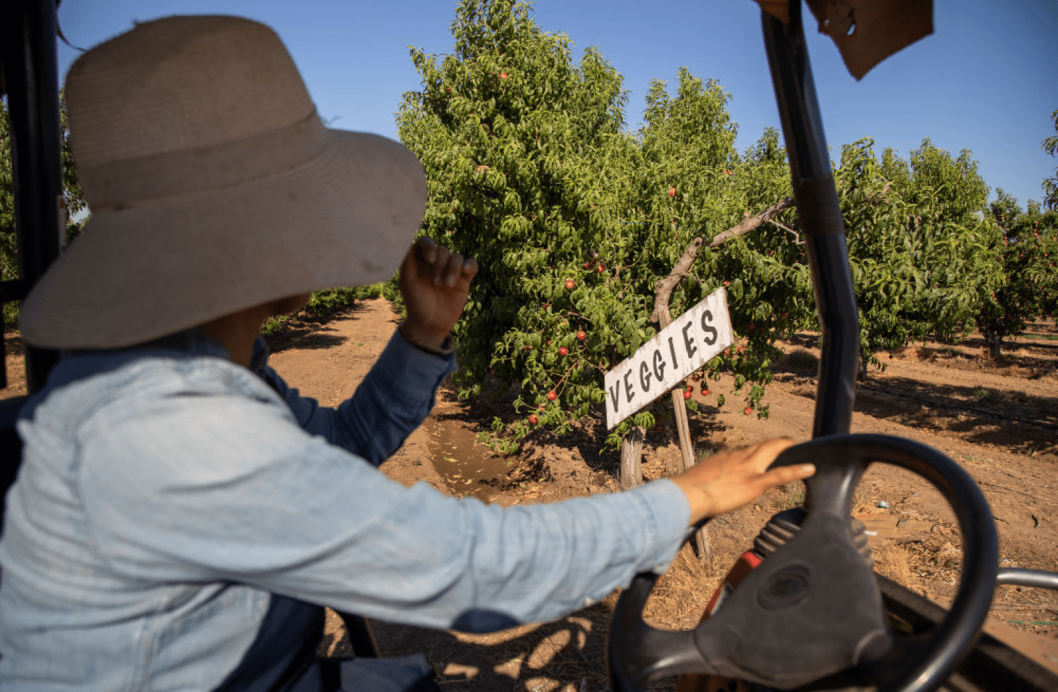 Farmer looking at vegetable crops from tractor